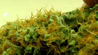 Old bud porn