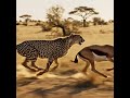 THE ANTELOPE THAT EXHAUSTED THE CHEETAH