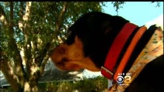 New App Raises Money For Animal Shelters Every Time You Walk Your Dog