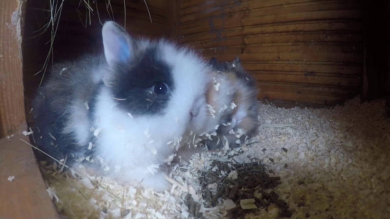 teddy dwarf rabbit