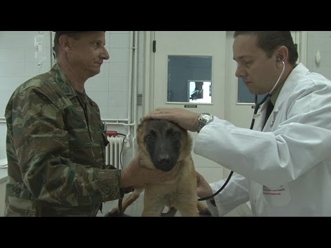 Βίντεο: Κτηνιατρικός τεχνικός ή κτηνιατρική νοσοκόμα - Εβδομάδα τεχνικών κτηνιατρικών - Πλήρως ελεγμένο