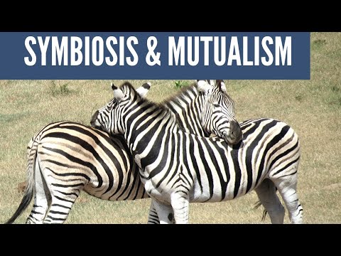Symbiotic Relationships: Mutualism,