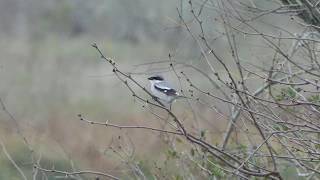 Loggerhead Shrike hops around in Honey Mesquite tree
