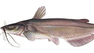 How to catch channel catfish 