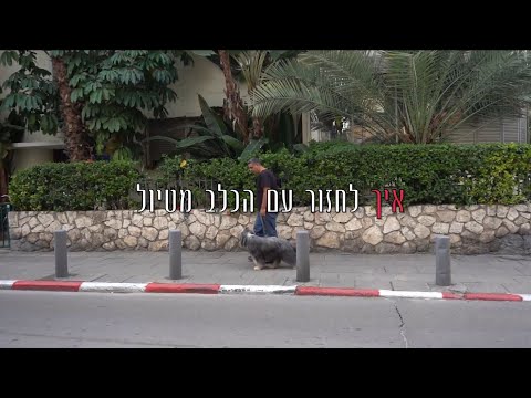 וִידֵאוֹ: האם ניתן להאכיל כלבים במזון רגיל?