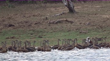 Brahminy Kite & Lesser Whistling Ducks - Sri Lanka  - Feb 2019