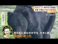 神戸市でクマを初確認 近くにゴルフ場 京都･天橋立では再び目撃情報…青森・岐阜・富山でも（2026年06月12日）
