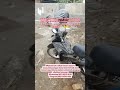 menerima jasa pemasangan batu sikat lantai carport Medan hubungi WhatsApp 0821-6556-4101.
