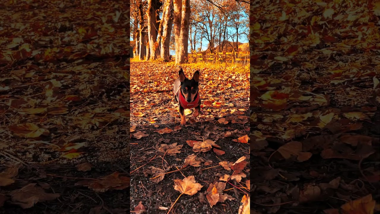 “Fifty shades of Autumn colours” by Esme 