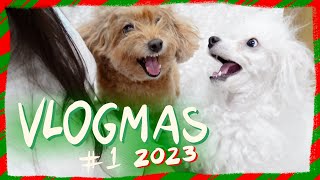 POODLE VLOGMAS 2023 | Trying to Get Back into Youtube, Unboxing and Real Talk by The Poodle Mom 284 views 4 months ago 11 minutes, 5 seconds