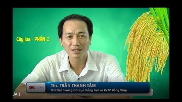 Kỹ thuật trồng và chăm sóc cây Lúa (Phần 2)