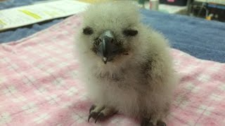 Baby Owl Rescue!