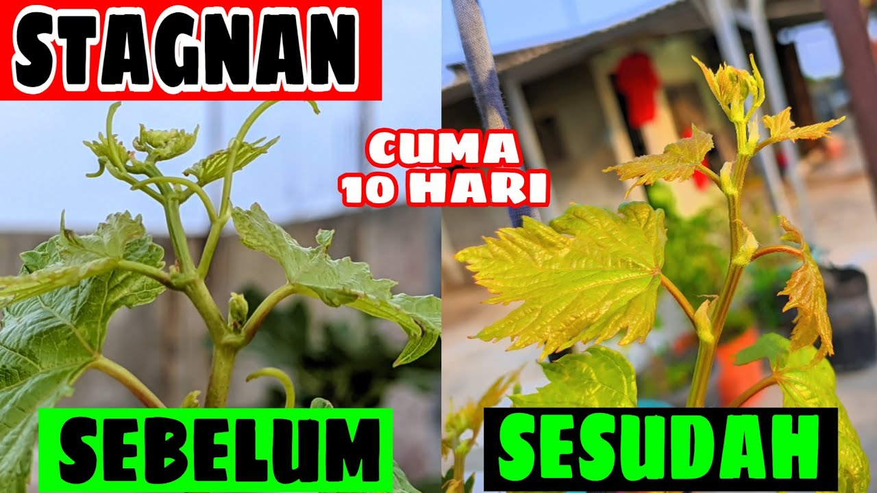 WOW‼️Cara Mudah Mengatasi Pohon Anggur Stagnan Hanya Dalam Waktu 10 Hari‼️🔥🍇