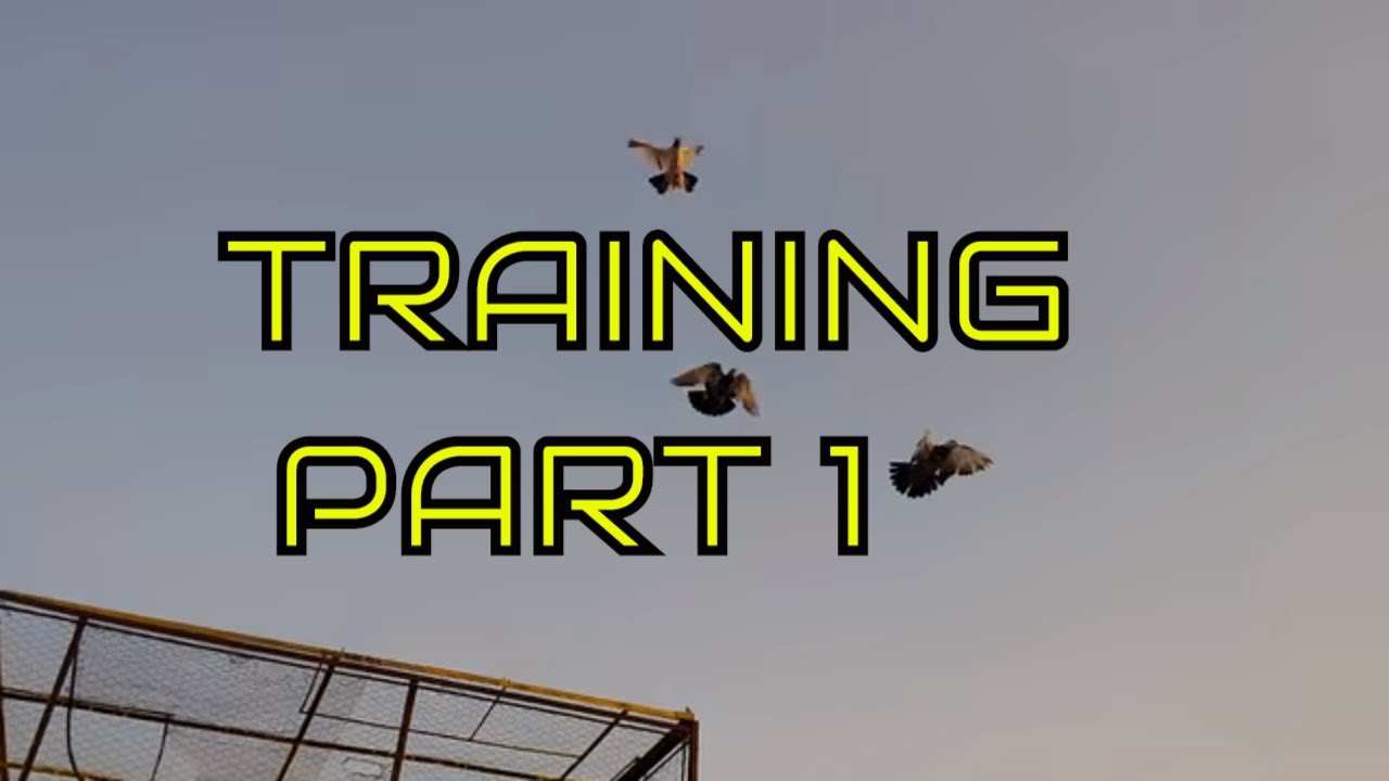Training High Flying Pigeons-Letting Your Pigeons Out Side The Loft - Pigeons Training Part One