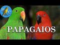 Papagaios - Conheça as Principais Espécies #PássaroseCantosOficial