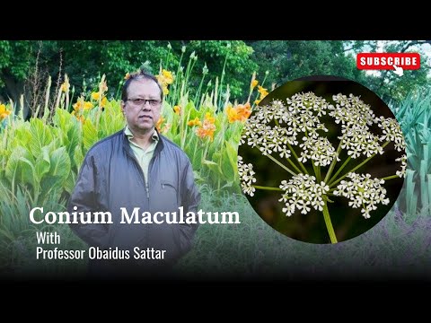 Conium Maculatum in Homeopathy by Professor Obaidus Sattar