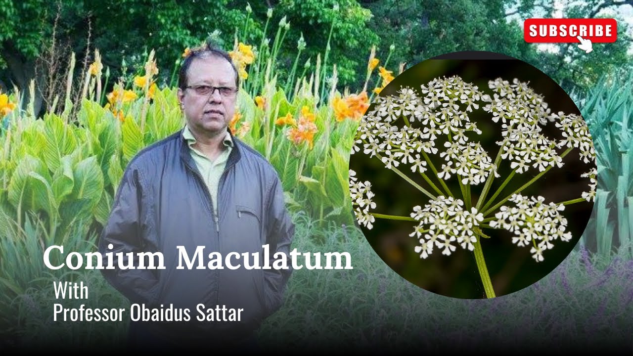 Conium Maculatum in Homeopathy by Professor Obaidus Sattar