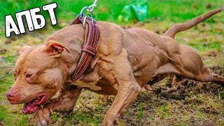 КАК ИЗ ПИТБУЛЯ ВЫРАСТИТЬ АДЕКВАТНУЮ СОБАКУ КАК ИЗ ПИТБУЛЯ ВЫРАСТИТЬ АДЕКВАТНУЮ СОБАКУ