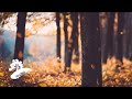 Pumpkin Spice Evenings - Green Hill Music [Fall Jazz Visualizer]