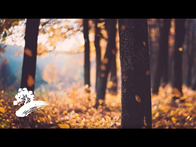 Pumpkin Spice Evenings - Green Hill Music [Fall Jazz Visualizer] class=