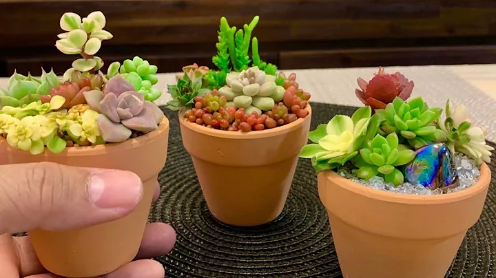 3 Succulent Arrangements in Tiny Pots