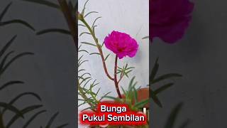 Bunga Pukul Sembilan #tanamanhias #eyang #affiliate #fyp