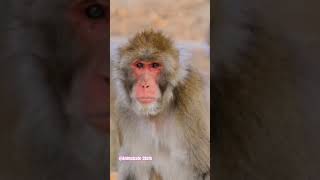 Learn the names of forest animals (Belajar nama-nama hewan di hutan) #trending #monkey #animation