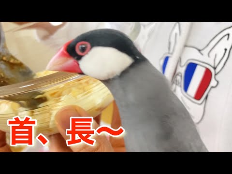 （文鳥の日常vol.51）文鳥、飼い主がおやつを作る。文鳥は我慢する。