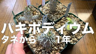 パキポディウム4種類/実生から1年後の様子 - YouTube