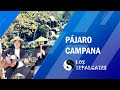 Pájaro Campana