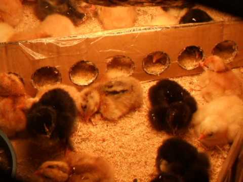 საკვებური