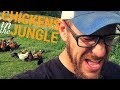 Chickens In The Jungle