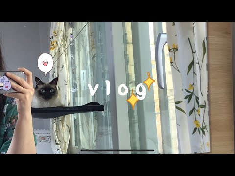 샴블리 vlog • 고양이는 하루종일 뭐할까/집사브이로그/힐링영상