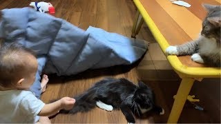 赤ちゃんからどこまでも追いかけられる猫 ノルウェージャンフォレストキャット  A cat that can be chased from a baby