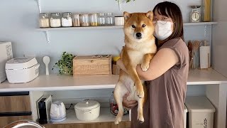 Shiba Inu, room tour in new house