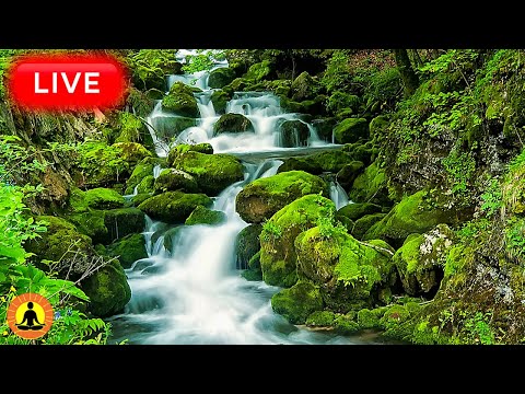 🔴 Relaxing Music 24/7, Stress Relief Music, Sleep Music, Meditation Music, Study, Calming Music