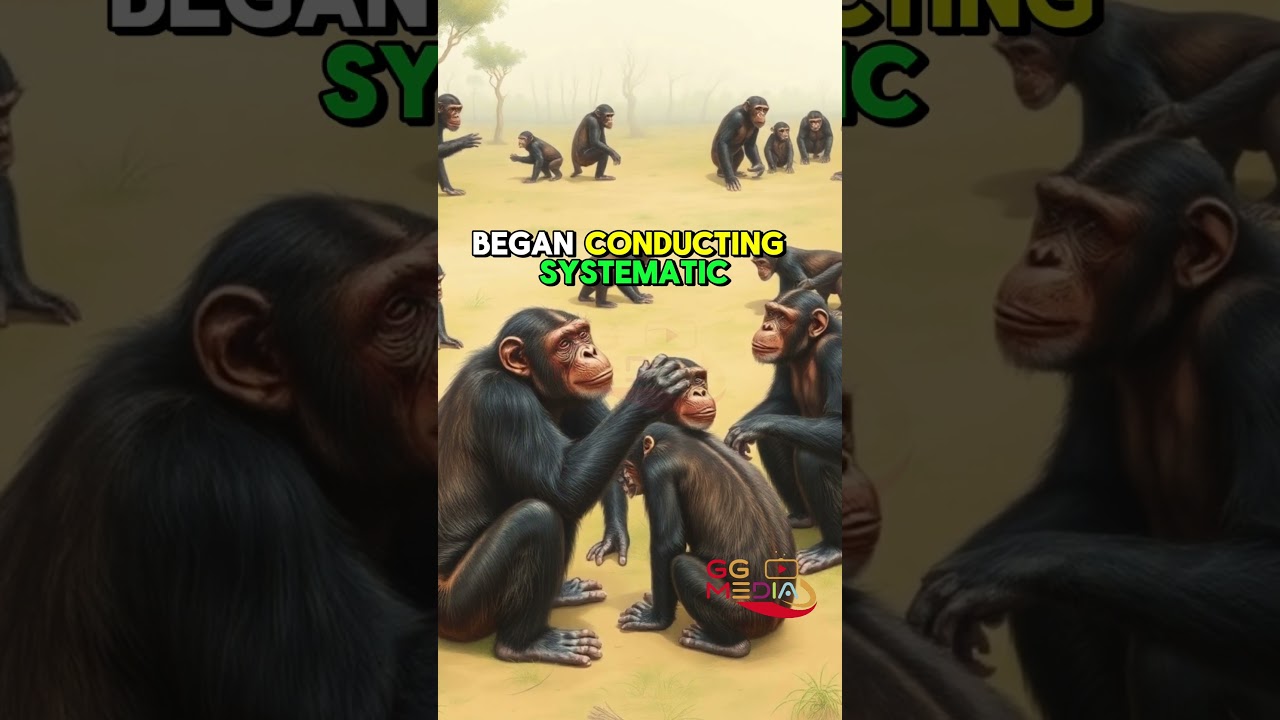 The Gombe Chimpanzee War: A Deep Dive Into Primate Behavior 🌳🦧