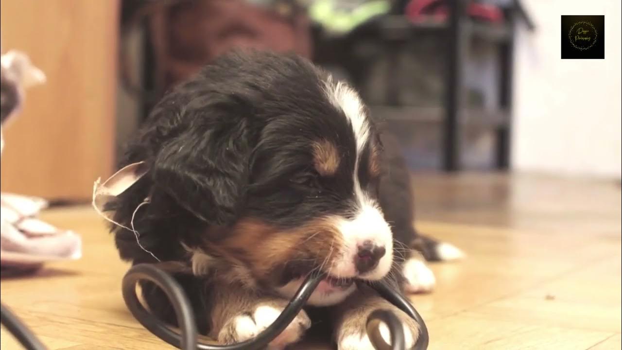 Puppy chewing chewing cable!!! YouTube