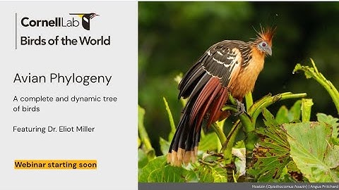Avian Phylogeny: a complete and dynamic tree of birds featuring ELIOT MILLER | Birds of the World