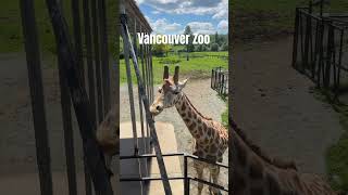 Greater Vancouver Zoo #animalfun #virtual #canada #vancouver #zoo #family #sahm #wildlife #explore
