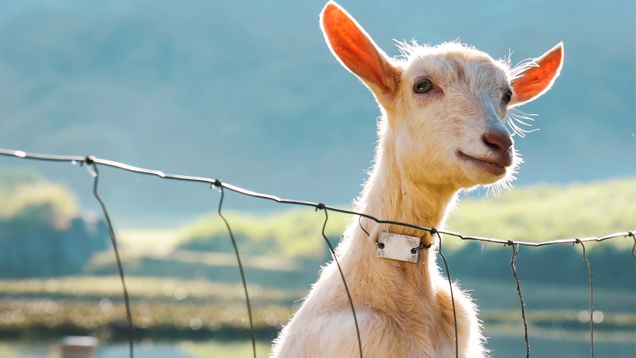 Capriana Granja Leiteira filme 02