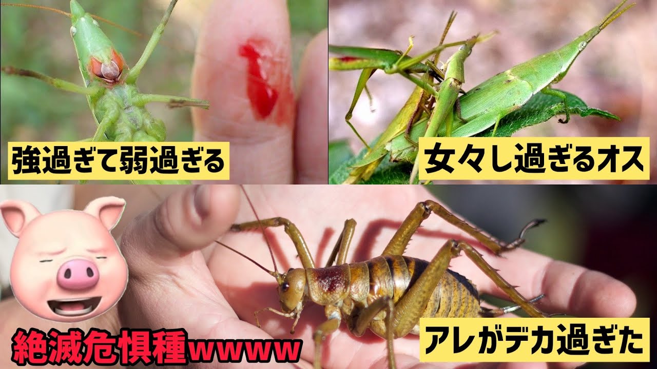 バッタ達の生態が面白すぎたwwー残念なバッタ3選ー【ぴえん過ぎる生き物紹介】 - YouTube