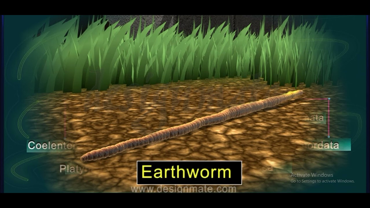 Classification of animals