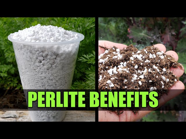 How to Use Perlite to Improve Soil and Boost Plant Growth – Garden Betty