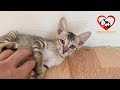 A Day of baby kittens NOT EVERYONE KNOW - Take Care of 8 kittens after rescued