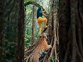 🐅 एक सेकेन्ड ढिला भए… सबै सकिन्थ्यो! #youtubeshorts #shorts #viral #video