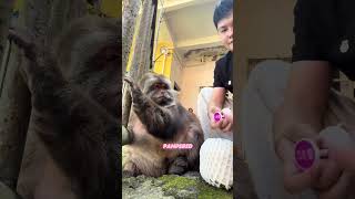 Ancient Temple’s Master Monkey #animals#didyouknow #funny #shorts #monkey
