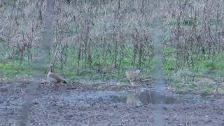 Unmittelbar nach der Schneeschmelze: Nilgänse im Lipperland