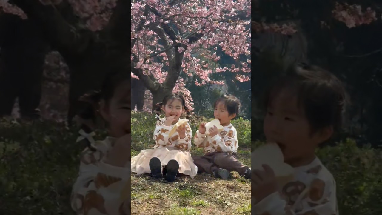 【西松屋】トレーナー着用♡ 河津桜の下で仲良く食パンを食べる幼稚園年少さん✨ #kids #るーまめ #カップル