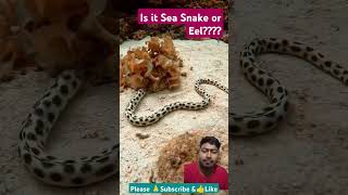 Snake Eel Approaches Diver🪱🪱 #eel #snake #sea #marinelife #youtubeshorts #shorts #2024